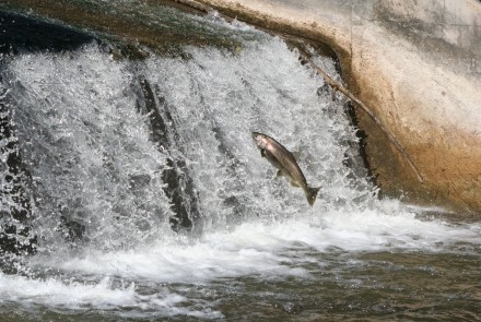 Jumping Salmon at Owen Sound mill dam