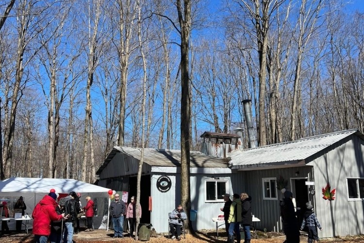 People gather around a sugar shack in a hardwood forest.