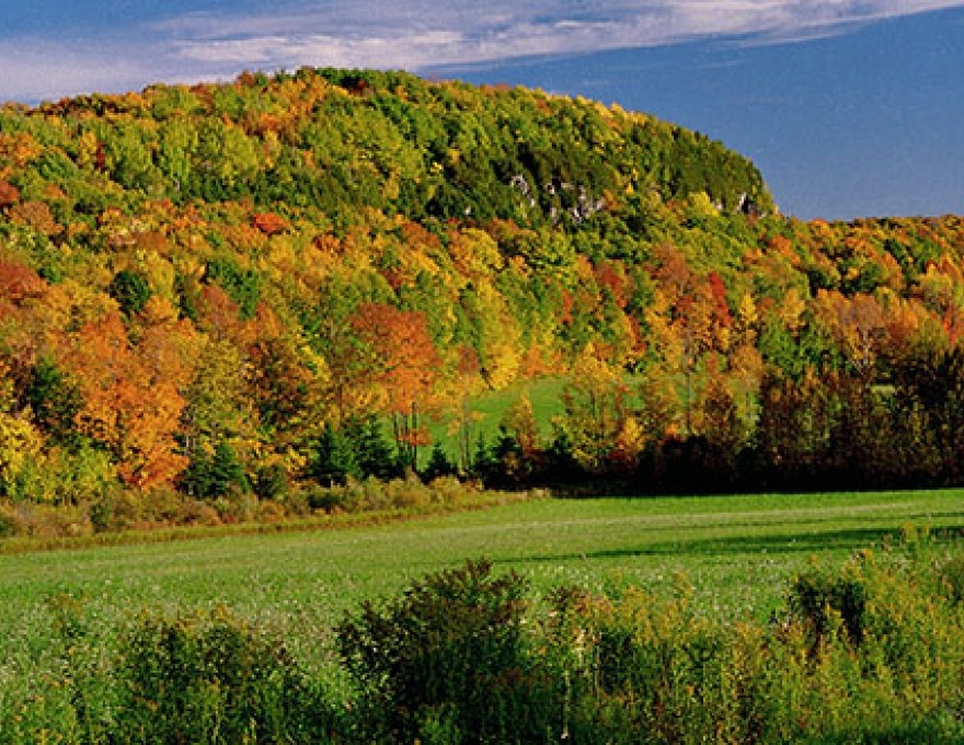 Trees displaying fall colours.