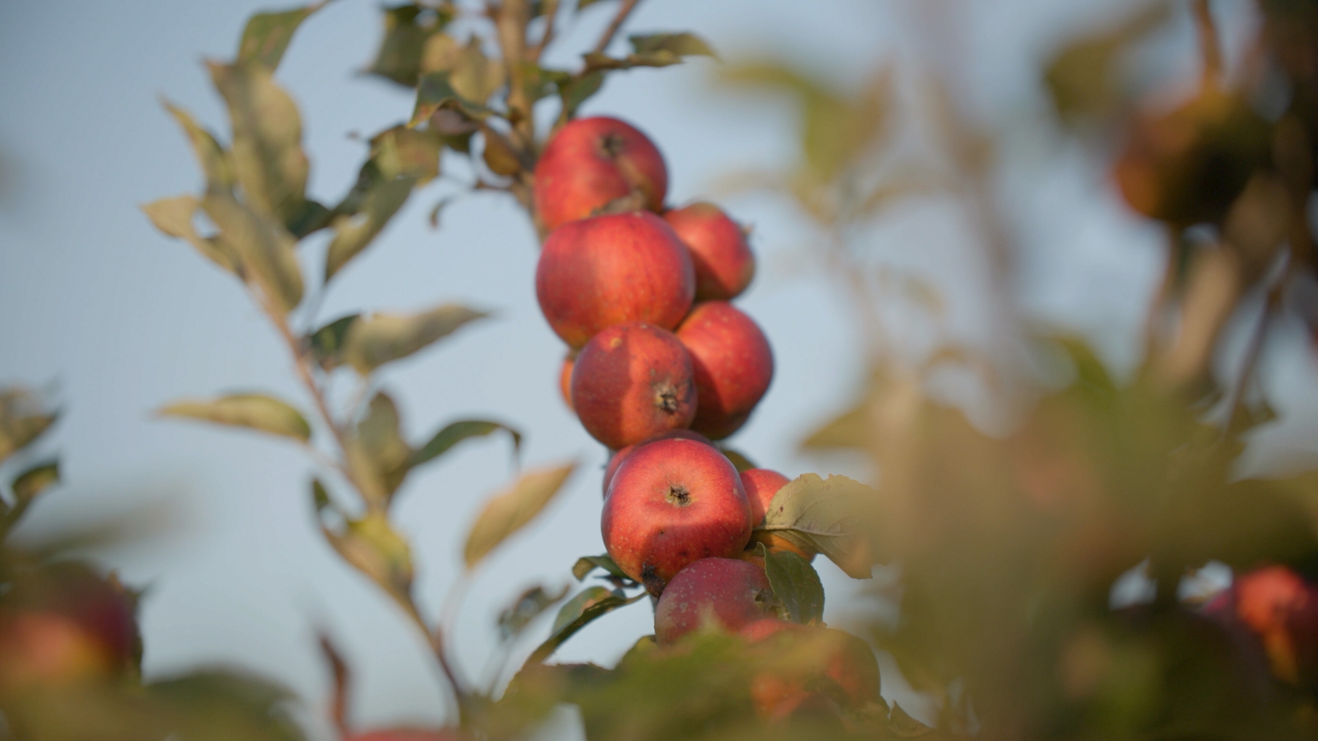 A cluster of red apples growing on a tree branch, surrounded by green leaves in soft, natural light.
