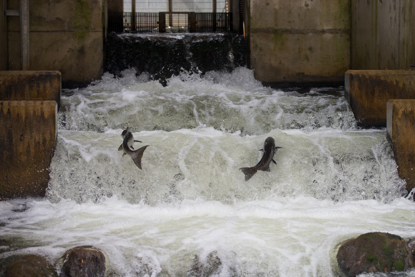 Two fish leap out of the water as they swim upstream at a tiered fish ladder.