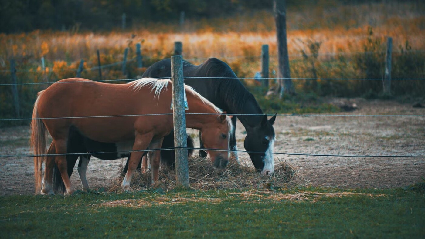 Two horses shown eating grass.
