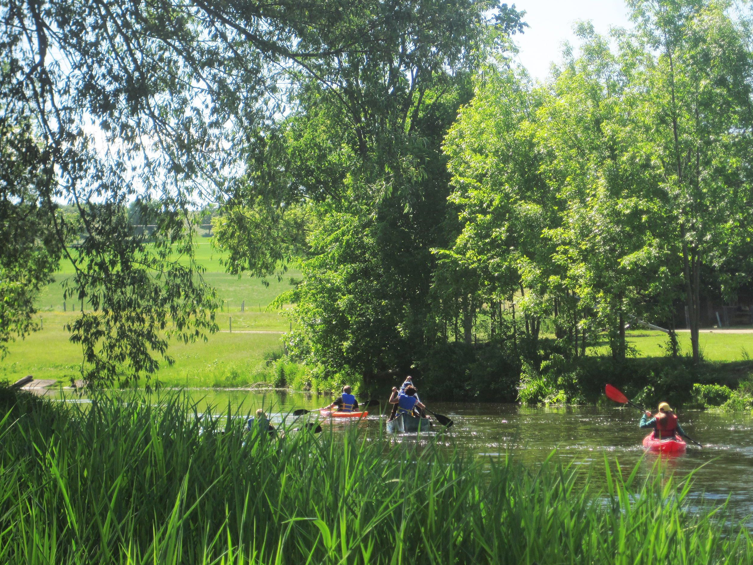 People kayaking on a calm river surrounded by tall grass and leafy trees.