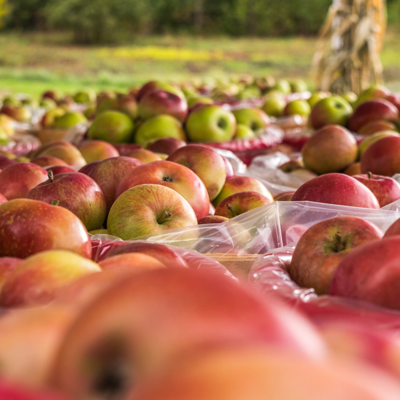 Rows of red and green apples displayed at an outdoor orchard stand, with trees and fields in the background.
