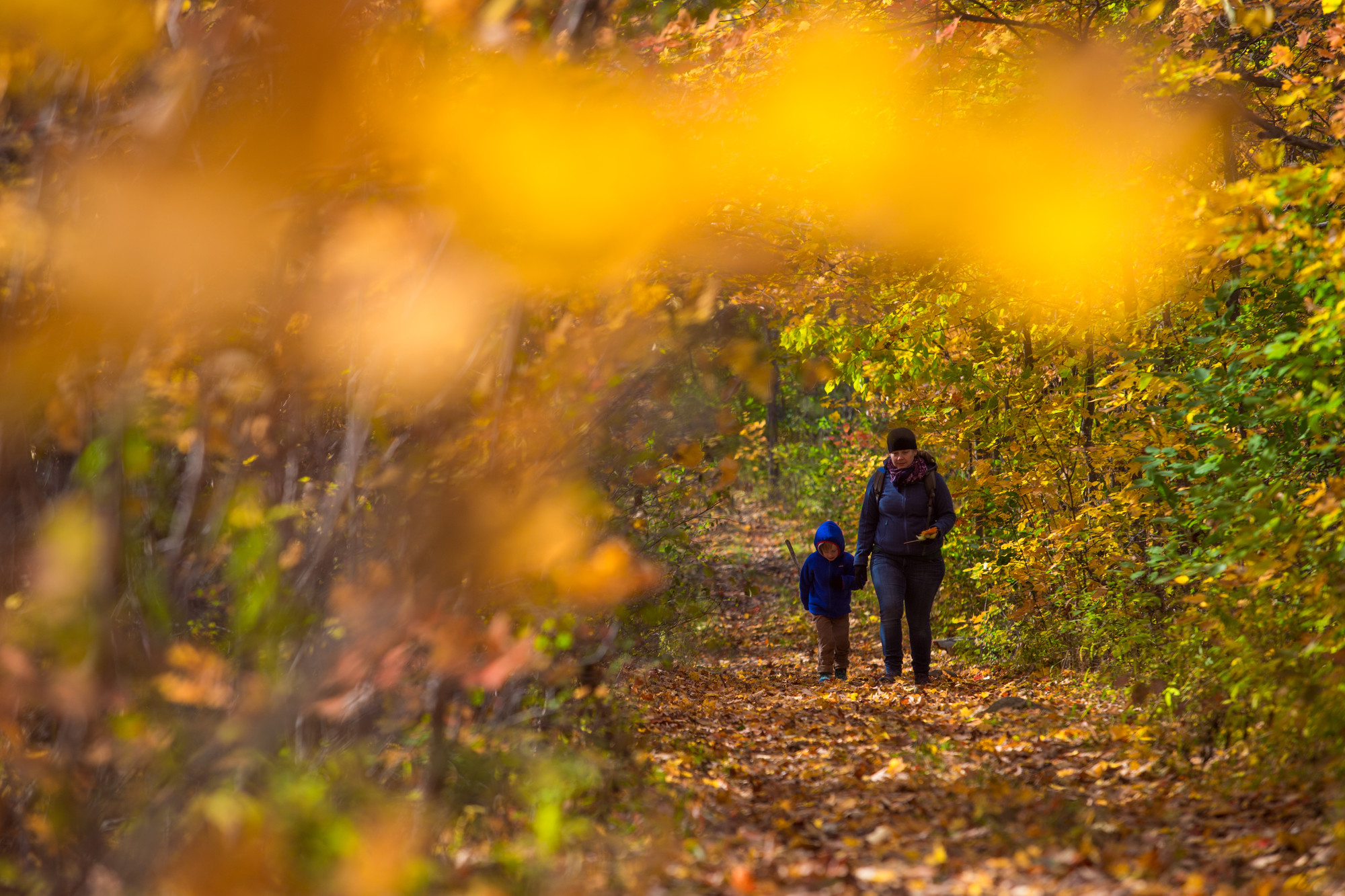 An adult and child walk along a trail covered in leaves in autumn.