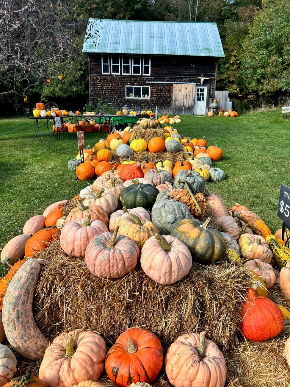 Numerous pumpkins and gourds on the ground.