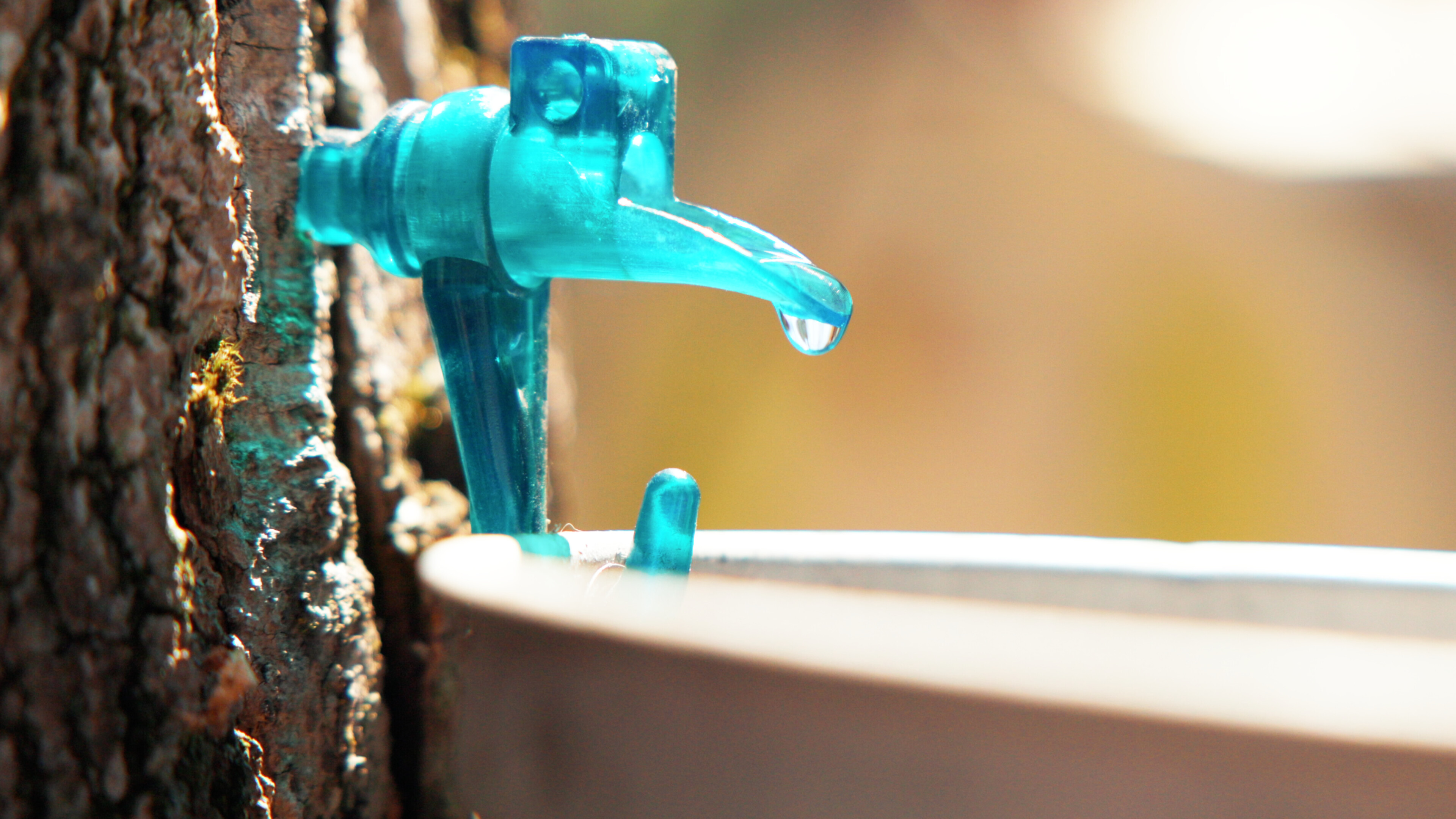 Blue plastic spile taps a maple tree, with clear sap dripping into a metal bucket outdoors.