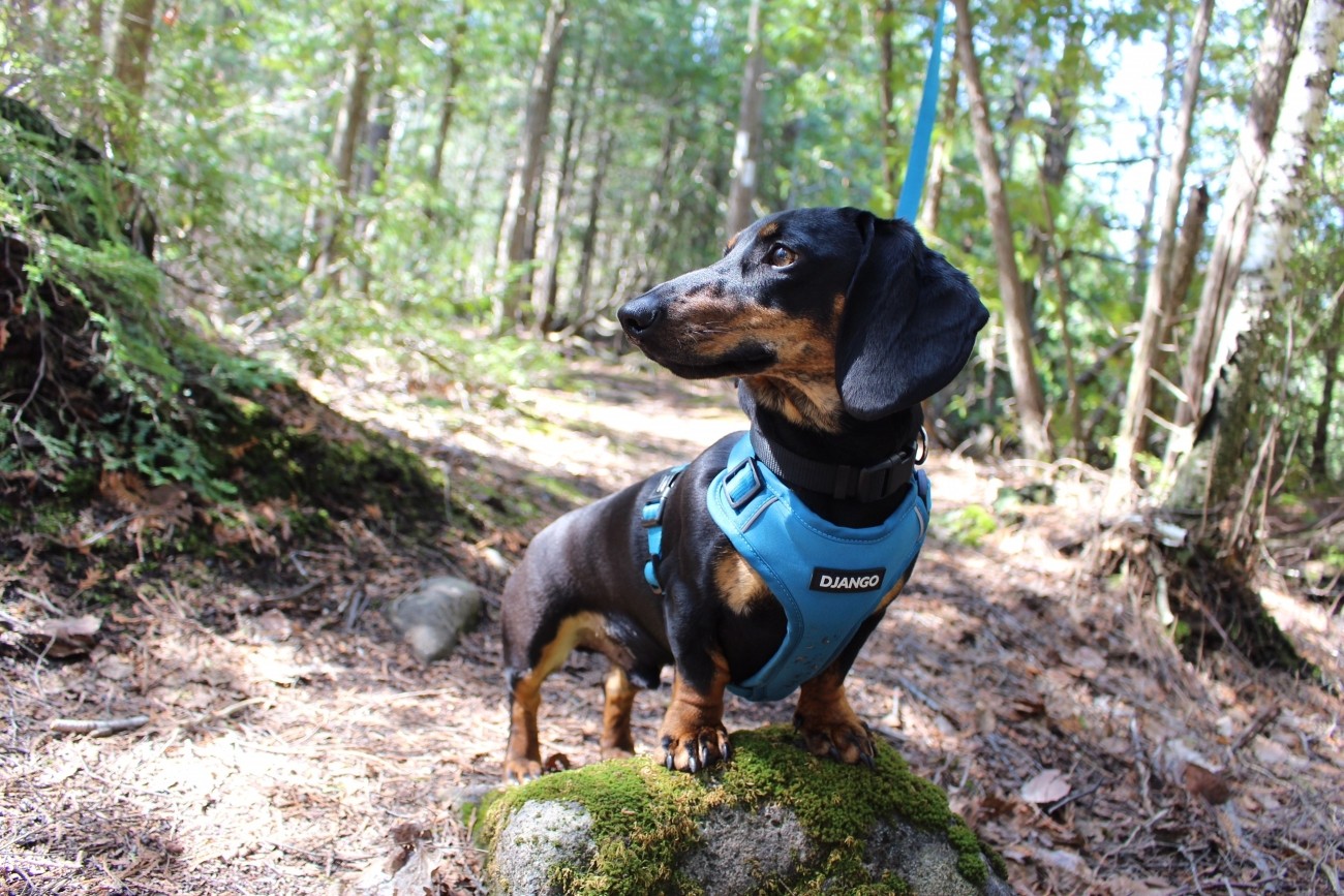 A small dog with a blue leash on a forest trail.