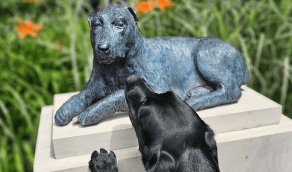 Dog looking at statue