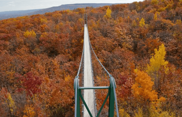 Aerial view of suspension bridge above trees in the fall.