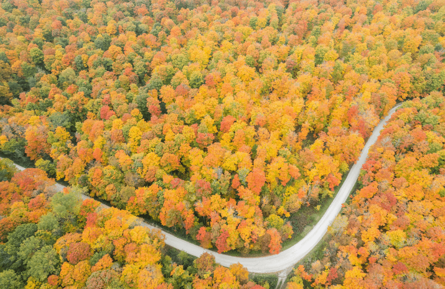 Aerial view of a winding road through trees showing fall colours.