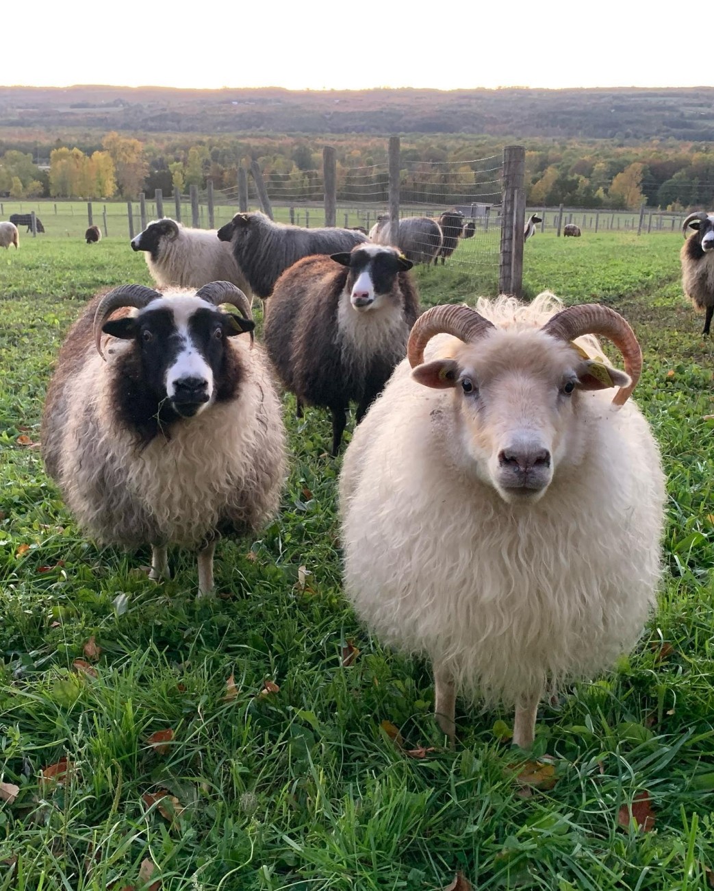 Several wooly animals in a field.