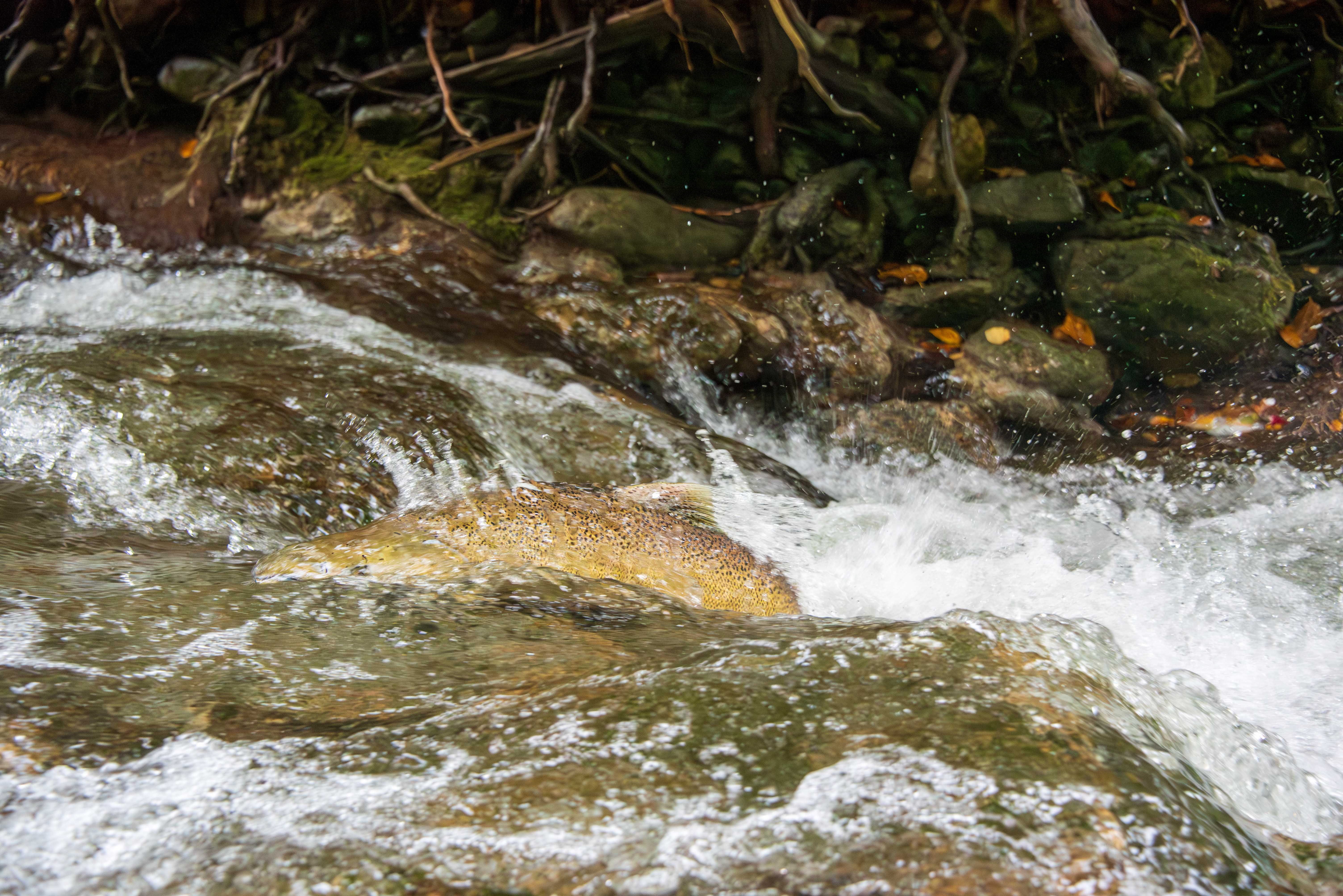 A salmon swims upstream.