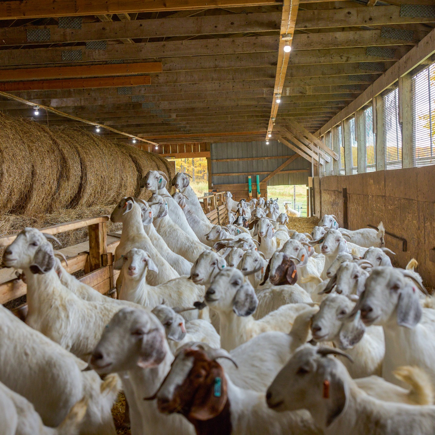 Dozens of goats gathered inside of a barn waiting to eat bails of hay which are being placed on the feeding area