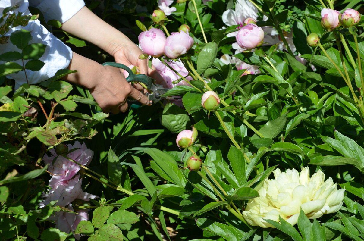 Image shows hands using gardening sheers to maintain peonies in garden