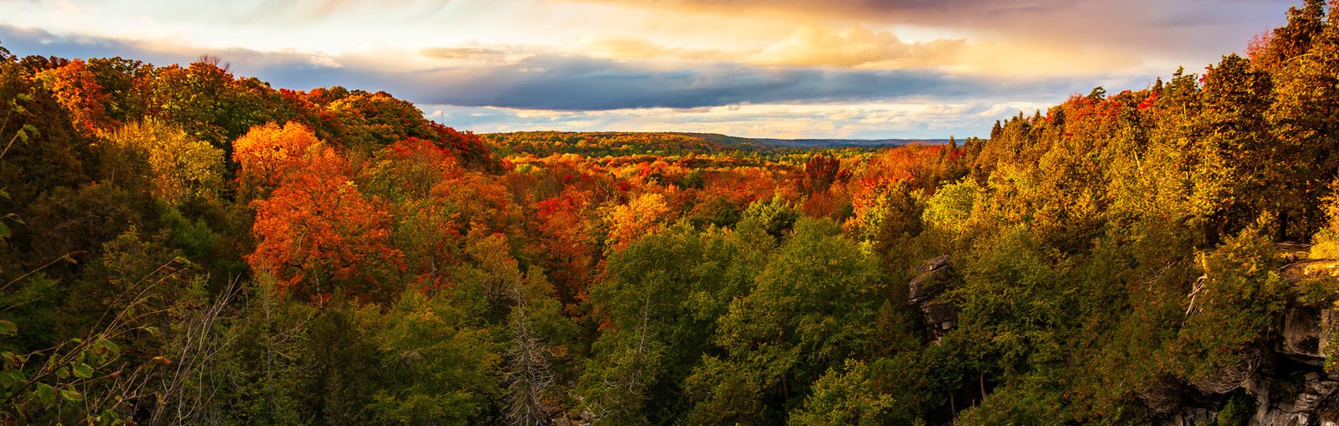 Long view of a forested area in fall on a cloudy day with sun hitting sections of forest.