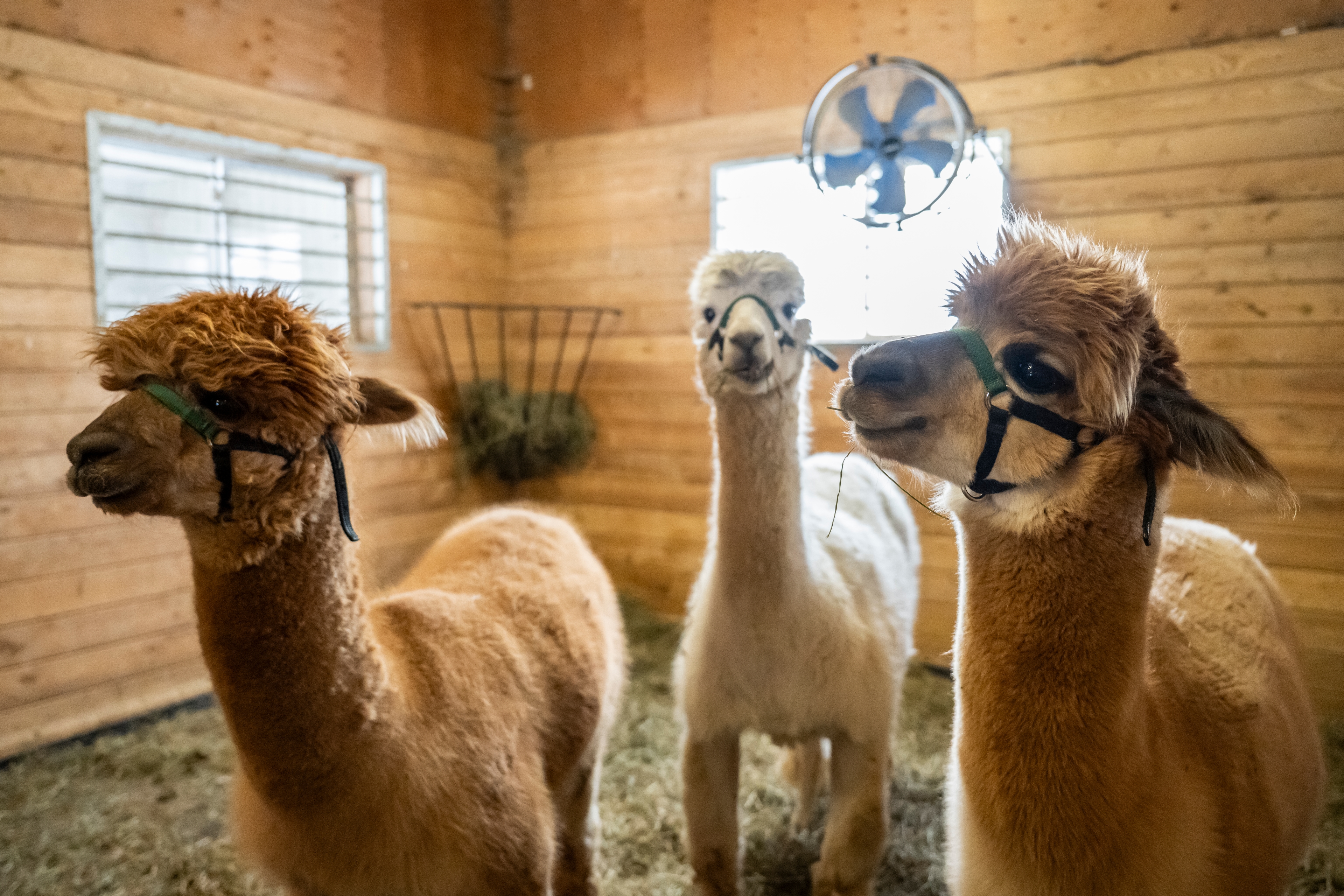 Image of three alpacas inside of a barn