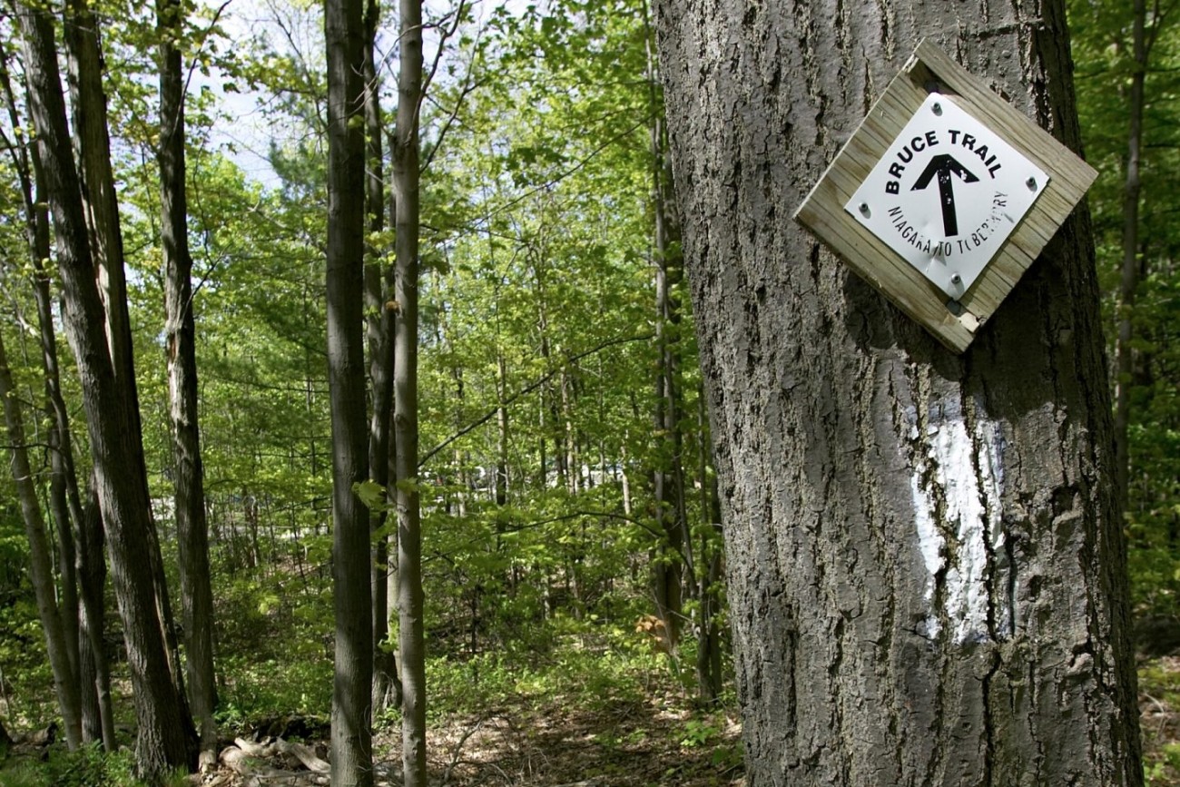 Sign and white Bruce Trail blaze on a tree.