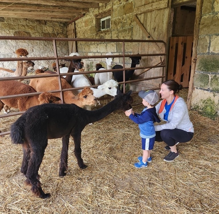An adult and child feed a black alpaca while other alpacas look on with longing in their eyes.