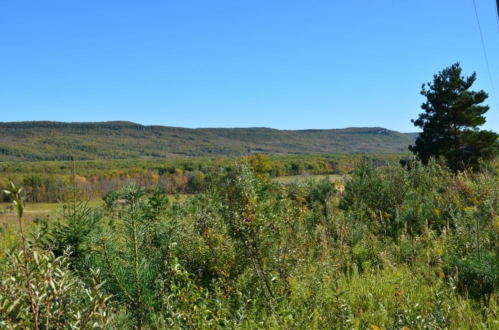 Long view of forest and escarpment.