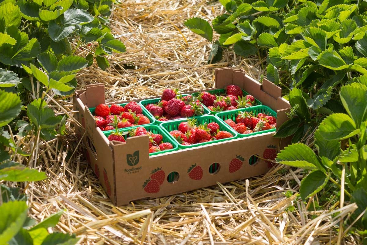 Six pints of strawberries in a cardboard box between rows of growing berries.