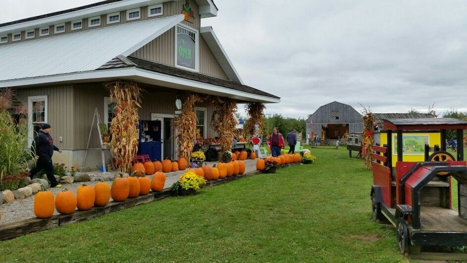 Outdoor farm shop with rows of pumpkins.