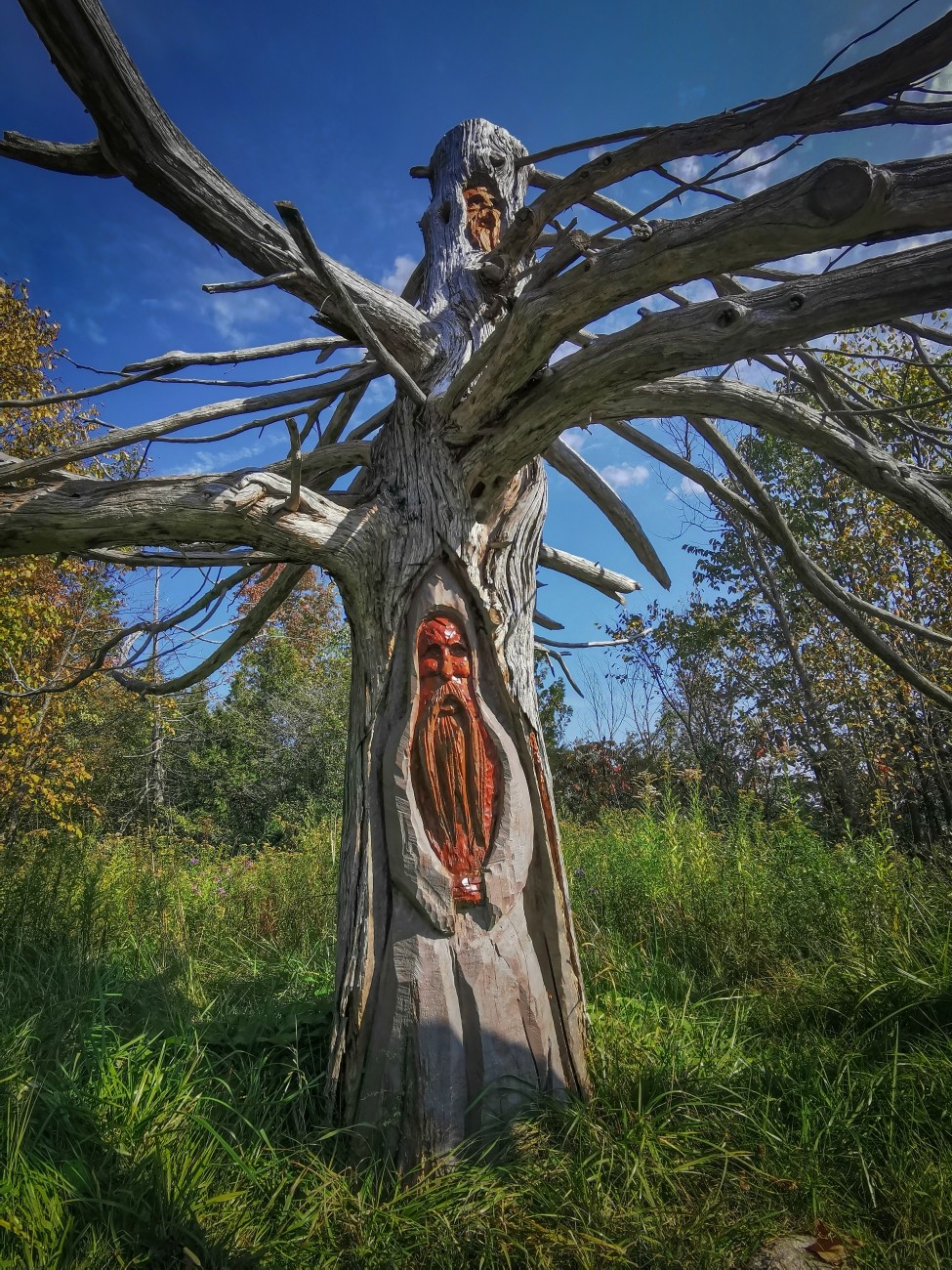 Two bearded wizard figures appear as carvings in an upright dead tree,