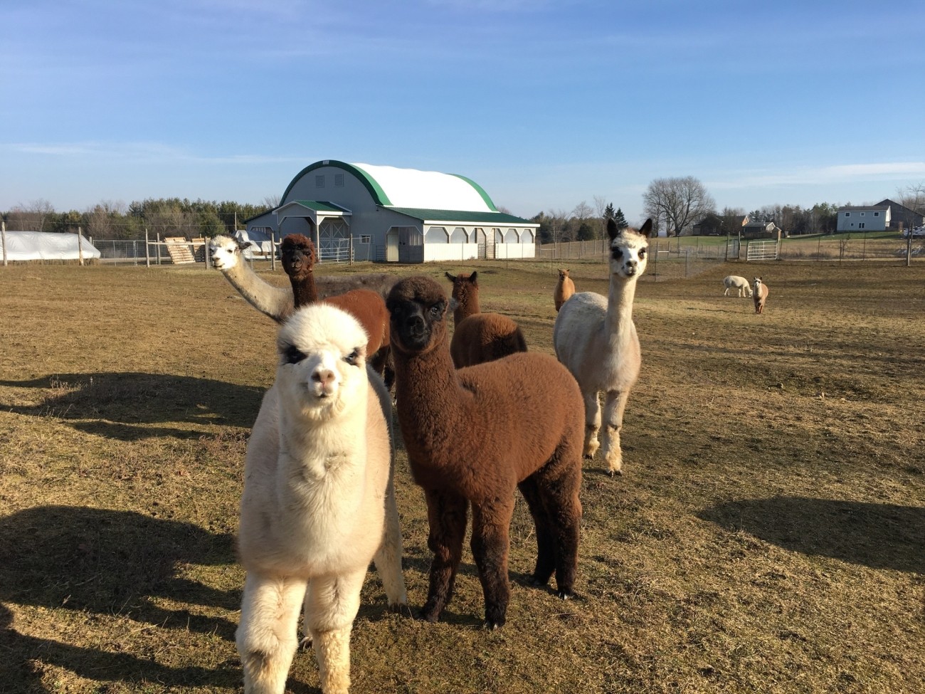Several curious looking alpacas in a field.