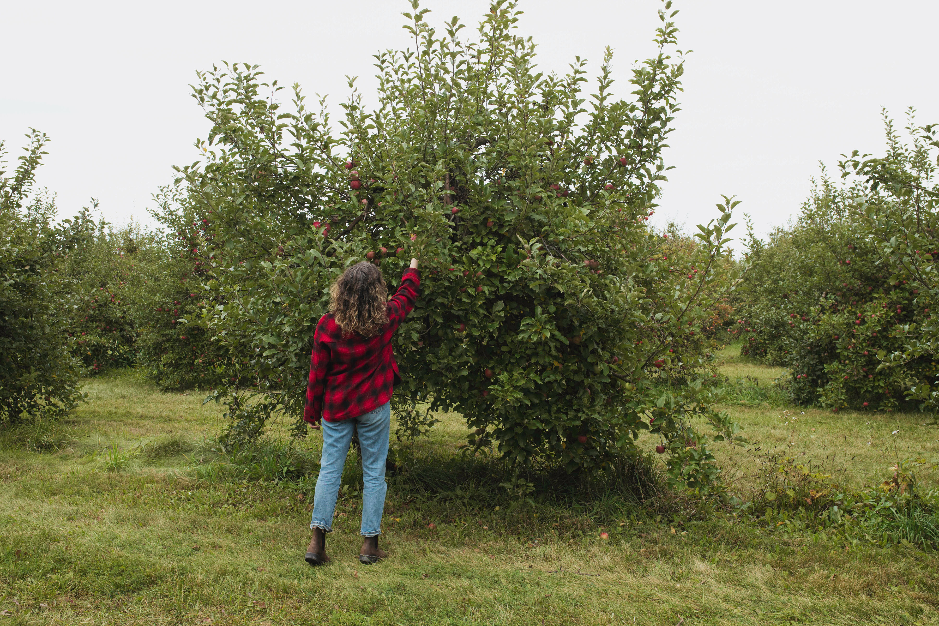 A person reaches up to pick an apple from a tree.