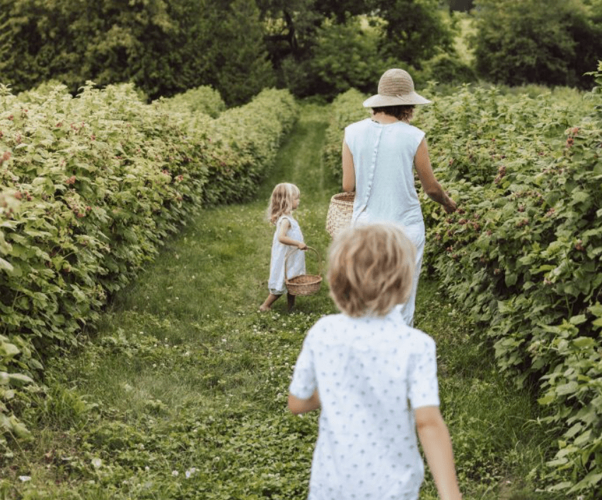 An adult and two children picking raspberries at a farm.